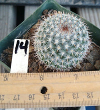 Load image into Gallery viewer, Mammillaria albata Clumping White BaseBall Cactus
