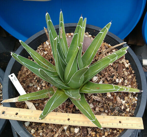 queen aloe vera plant Agave victoria reginae Queen of Agaves Compact Form 18 – cactusbylin.com