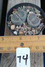 Load image into Gallery viewer, Lithops Assorted Living Mesemb Variety Stones Rock Mini Multi Lot Hookeri Lot #1
