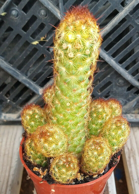 Mammillaria elongata Freely Clumping Tubular Red Spine Cactus