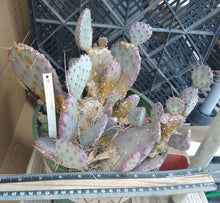 Load image into Gallery viewer, Opuntia gosseliniana Arizona Santa Rita Small Purple Pads Cold Hardy 1 Pad #3
