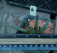 Load image into Gallery viewer, Agave ferdinand regis King of Agaves Tricuspid Terminal Spines
