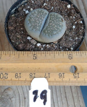 Load image into Gallery viewer, Lithops Assorted Living Mesemb Variety Stones Rock Mini Multi Lot Hookeri Lot #5
