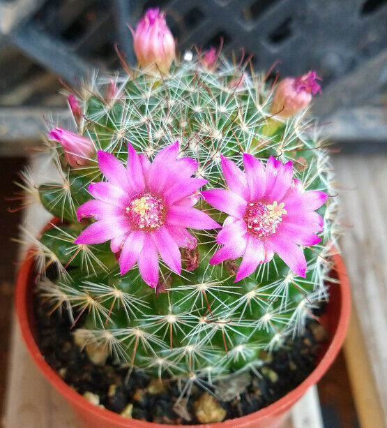 Mammillaria zeilmanniana Clumping Pink Flowers Cactus
