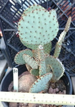 Load image into Gallery viewer, Opuntia rufida Clock Face Cactus 80 Whole Plant All Pads Included
