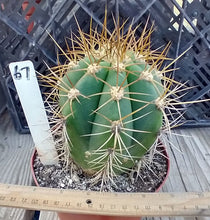 Load image into Gallery viewer, Trichocereus terscheckii Gold Spine Argentine Saguaro 7 Inches Tall 6 inch wide
