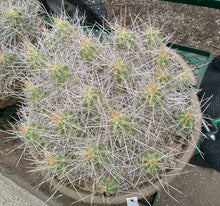 Load image into Gallery viewer, Echinocereus enneacanthus Lavender Flowers Super Clumps Cactus Cold Hardy LS
