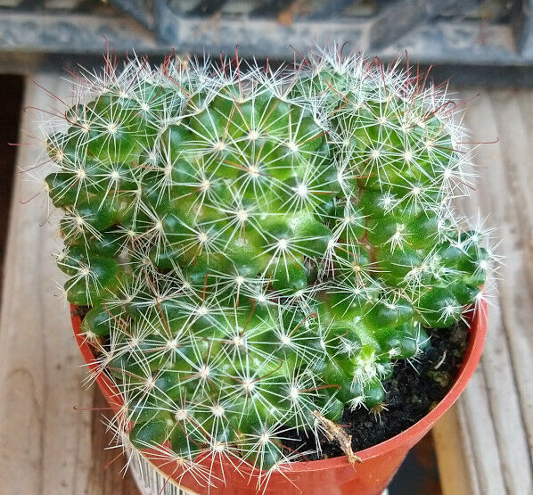 Mammillaria zeilmanniana Clumping Pink Flowers Cactus – cactusbylin.com