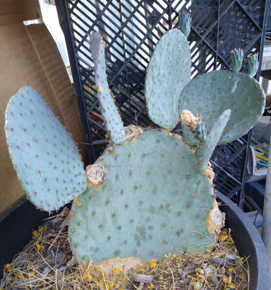 Opuntia macrocentra Blue Coral Wave Giant Pads Cold Hardy Cactus Whole Plants