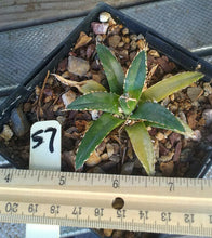 Load image into Gallery viewer, Agave victoria reginae Queen of Agaves Compact Form
