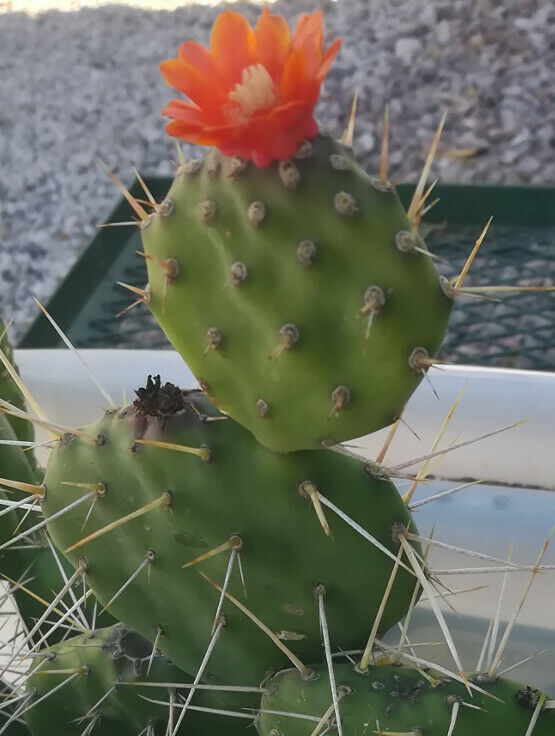 Opuntia paraguayensis Compact Dark Green Cactus Plant with Orange Flow