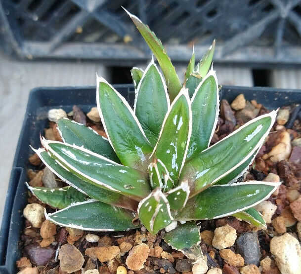 agave victoria reginae compacta Porcupine Agave - Live Starter Plants - Agave Victoria Reginae