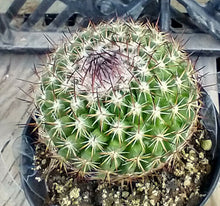 Load image into Gallery viewer, Mammillaria mystax Geometrical Pincushion Cactus Pink Flowers 138
