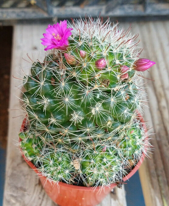 Cactus potted plant straw topper with pink flowers