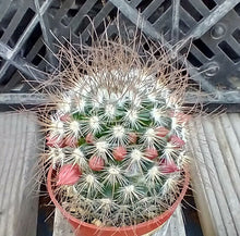 Load image into Gallery viewer, Mammillaria rekoi leptacantha Wiry Hairs Crown of Pink Flowers Cactus 1
