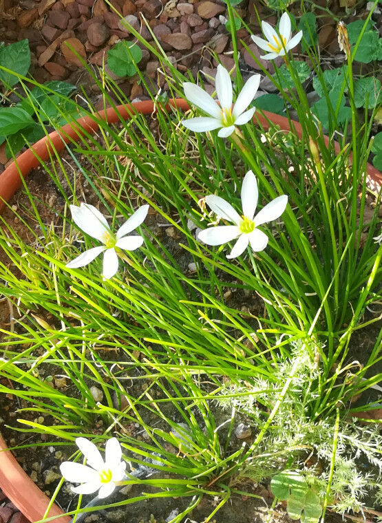 small grass like succulent Zephyranthes treatiae Florida Native Fall White Flowers Grass Bulb Pla