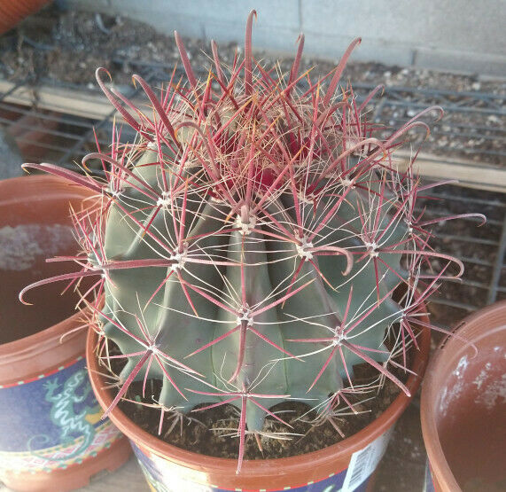 Ferocactus gracilis coloratus Bright Red Spines Cactus Specimens LG