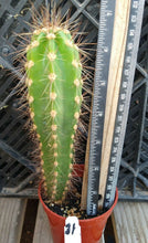 Load image into Gallery viewer, Neoraimondia herzogiana Baseball Bat Cactus Bolivia Caripari 31
