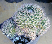 Load image into Gallery viewer, Mammillaria macdougalii Clumping Ball Cactus Lateral Spines 20
