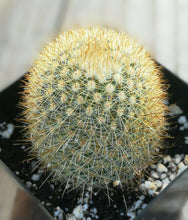 Load image into Gallery viewer, Mammillaria pilcayensis Golden Pin Cushion Cactus Pink Flowers 157
