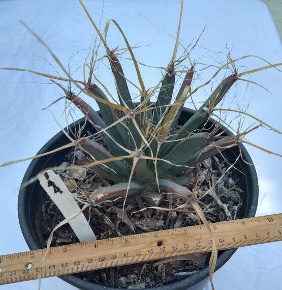 Leuchtenbergia principis Agave Ferocactus Long Paper Spines Cactus 144