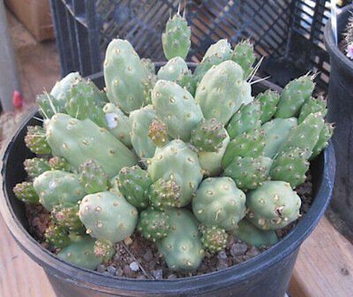 Cumulopuntia boliviana Light Green Mostly Spineless Nuggets Cactus