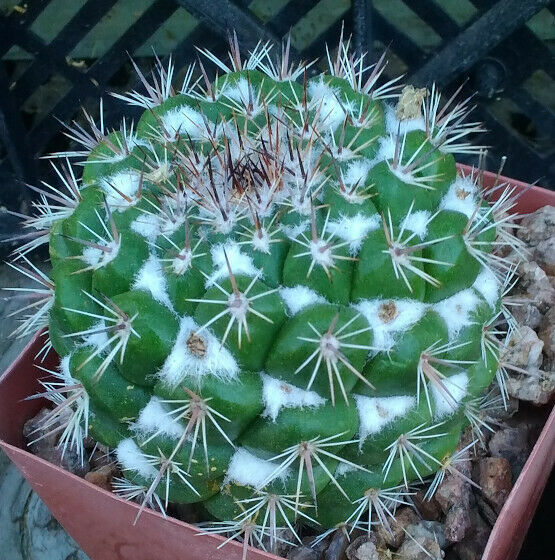 Mammillaria montensis White Cotton Between Tubercles Cactus