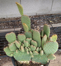 Load image into Gallery viewer, Opuntia basilaris x macrodasys Beaver Tail x Bunny Ears Cactus Whole Plant

