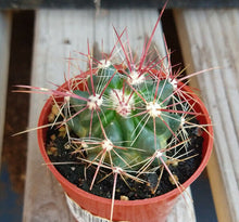 Load image into Gallery viewer, Ferocactus pilosus Red Spine Barrel Cactus Stainesii 60

