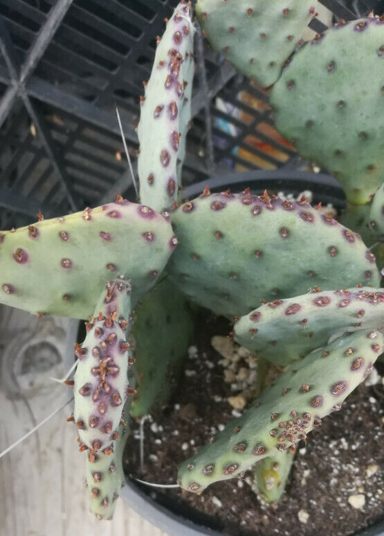 mini prickly pear cactus Opuntia cv. Sapphire Wave Mini Blue Purple 1 Pad Prickly Pear – cactusbylin.com