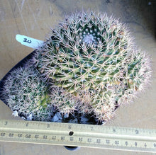 Load image into Gallery viewer, Mammillaria macdougalii Clumping Ball Cactus Lateral Spines 20
