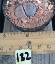 Load image into Gallery viewer, Lithops Assorted Living Mesemb Variety Stones Rock Mini Multi Lot Hookeri Lot #3
