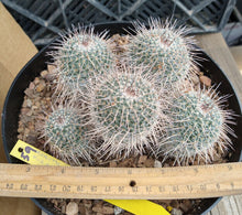 Load image into Gallery viewer, Mammillaria geminispina Clumping baseball Ball Cactus Long Central Spines
