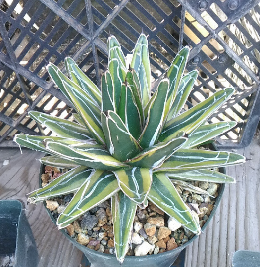 Agave victoriae-reginae 「special」 235 Agave_victoria-
