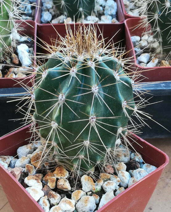 Carnegiea gigantea Icon of American Sonoran Desert Saguaro Cactus 57