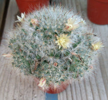 Load image into Gallery viewer, Mammillaria bocasana roseiflora Clumping Pink Flowers Pin Cushion Cactus
