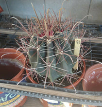 Load image into Gallery viewer, Ferocactus wislizenii Fish Hook Barrel Long Red Spines Great Flowers Cactus 14
