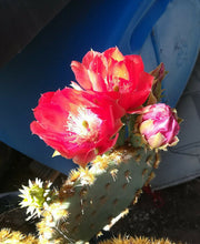 Load image into Gallery viewer, Opuntia aciculata Bright Red Flowers Cactus 1 Pad
