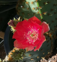 Load image into Gallery viewer, Opuntia aciculata Bright Red Flowers Cactus 1 Pad
