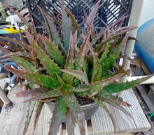 Load image into Gallery viewer, Aloe cameronii Red Crocodile Succulent Leaves Entire Cluster of Rosettes
