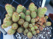 Load image into Gallery viewer, Mammillaria elongata Gold Lace Cactus Huge Pickle Stem Specimens
