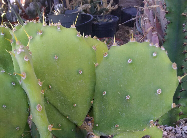 Opuntia cv. Desert Ace Medium Round Green Pads Minimal Spines 1 Pad