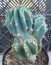 Load image into Gallery viewer, Cereus peruvianus monstrose Totem Pole Cactus 169
