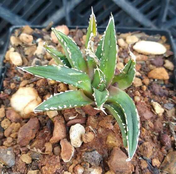 Agave victoria-reginae compacta Queen Victoria Agave – cactusbylin.com