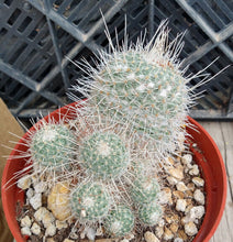 Load image into Gallery viewer, Mammillaria geminispina Clumping baseball Ball Cactus Long Central Spines
