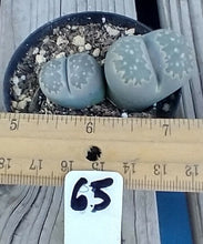 Load image into Gallery viewer, Lithops Assorted Living Mesemb Variety Stones Rock Mini Multi Lot Hookeri Lot #4

