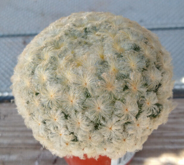 Mammillaria plumosa Fuzzy Golf Ball Cactus Forms Mound Large 73