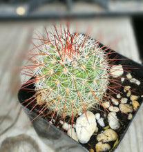 Load image into Gallery viewer, Mammillaria magnifica Red Hook Spines Pin Cushion Cactus Pink Flowers 64
