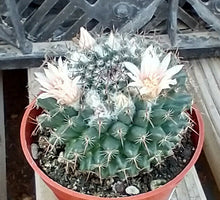 Load image into Gallery viewer, Mammillaria sempervivi Tightly Packed Pyramid Tubercles Cactus 1
