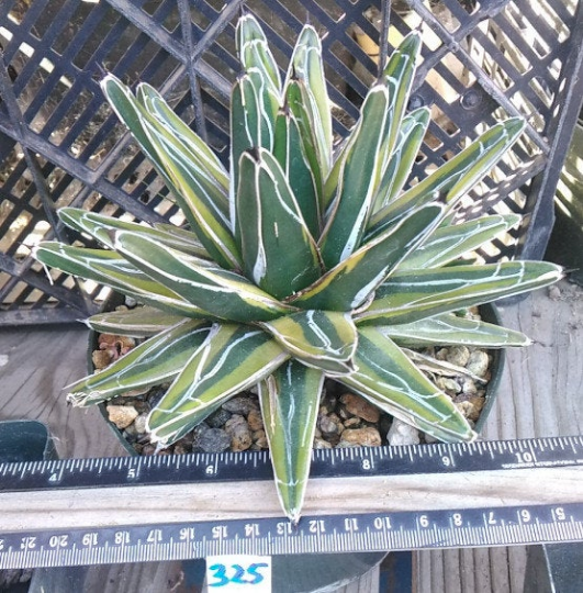 Agave victoria reginae Queen of Agaves Variegated Form 325